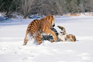Siberian / Amur TIGER - two, playing in snow