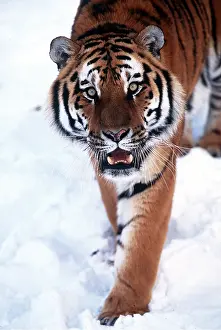 Staring: Siberian / Amur TIGER - walking in snow facing camera