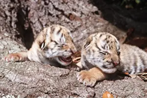 Amur: Siberian / Amur TIGER - x two cubs four days old