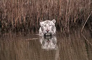 Showing: Siberian / Amur white TIGER - head showing in water