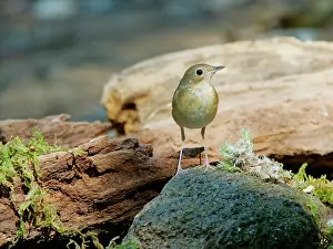 Vietnam: Siberian Blue Robin female Larvivora cyane Da Lat