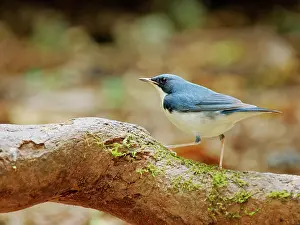 Vietnam: Siberian Blue Robin Larvivora cyane Da Lat, Vietnam