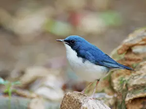 Vietnam: Siberian Blue Robin Larvivora cyane Da Lat, Vietnam