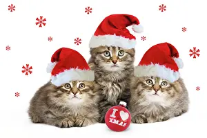 Baubles: Siberian Cat