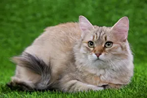 Torties: Siberian Cat - Black Tortoiseshell Mackerel tabby