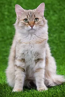 Torties: Siberian Cat - Black Tortoiseshell Mackerel tabby