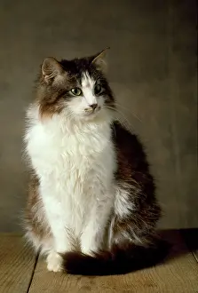 Yann Arthus-bertrand: Siberian Cat - domestic
