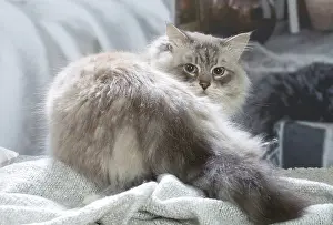211020: Siberian cat indoors