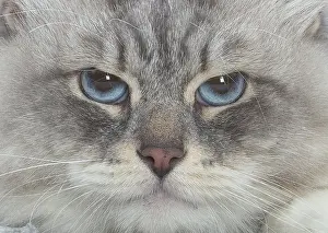 211020: Siberian cat indoors