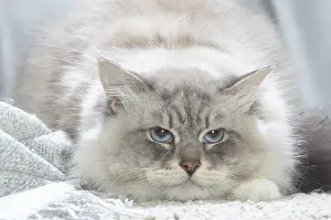 211020: Siberian cat indoors
