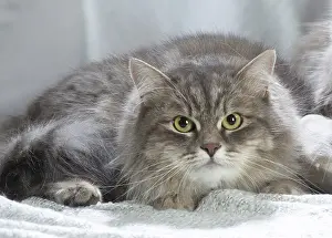 211020: Siberian cat indoors