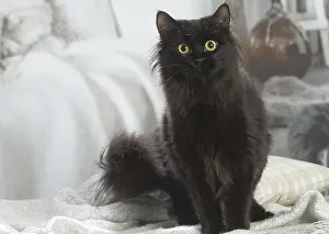 211020: Siberian cat indoors