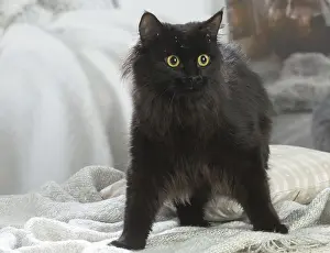 211020: Siberian cat indoors
