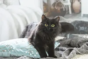 211020: Siberian cat indoors
