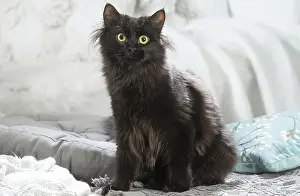 211020: Siberian cat indoors
