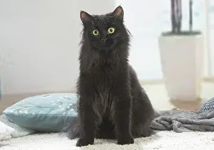 211020: Siberian cat indoors