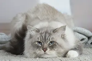 211020: Siberian cat indoors