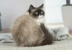 211020: Siberian cat indoors