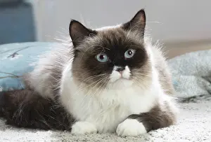 211020: Siberian cat indoors