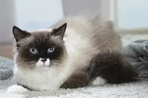 211020: Siberian cat indoors