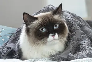 211020: Siberian cat indoors