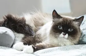 211020: Siberian cat indoors