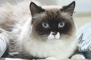 211020: Siberian cat indoors