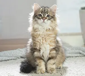 211020: Siberian cat indoors