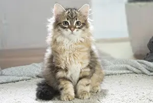 211020: Siberian cat indoors