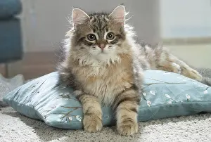 211020: Siberian cat indoors