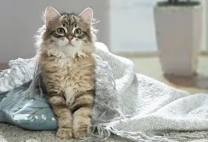 211020: Siberian cat indoors