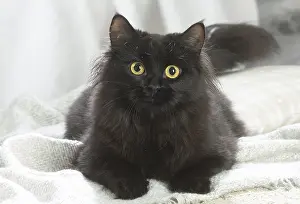 Siberians: Siberian cat indoors
