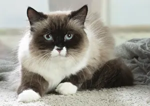 Siberians: Siberian cat indoors