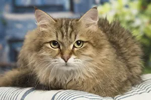 Siberians: Siberian cat inside