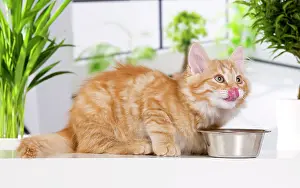Enjoyment: Siberian Cat - kitten