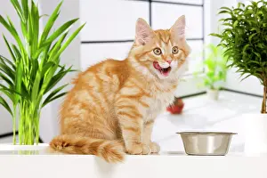 Enjoyment: Siberian Cat - kitten