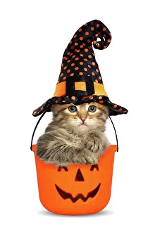 Trick: Siberian Cat, kitten in Halloween bucket wearing