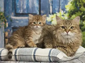Siberians: Siberian cat and kitten inside