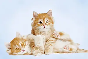 Everyday: Siberian Cat - two kittens cuddling