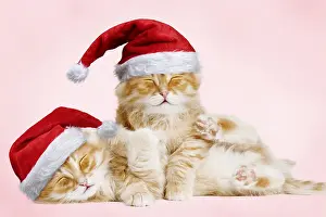 070219: Siberian Cat, kittens cuddling and smiling wearing