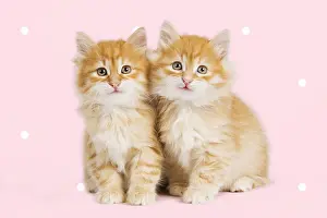 240519: Siberian Cat - kittens smiling - happy