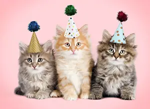 310320: Siberian Cat, kittens wearing birthday party