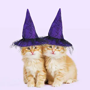 220522: Siberian Cat - kittens wearing purple witch hats