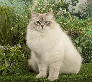 150518: Siberian cat outside in the garden