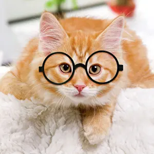 Chien: Siberian Cat wearing glasses