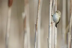 Cattail: Siberian Chiffchaff