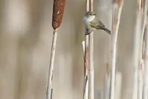 Cattail: Siberian Chiffchaff