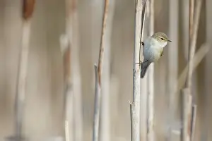 Cattail: Siberian Chiffchaff
