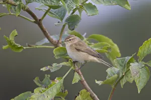 100118: Siberian chiffchaff - adult bird - Sweden