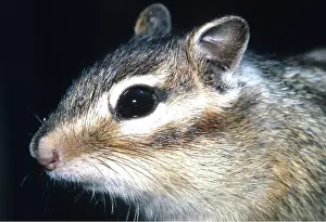 Chipmunks: SIBERIAN CHIPMUNK - close-up of head